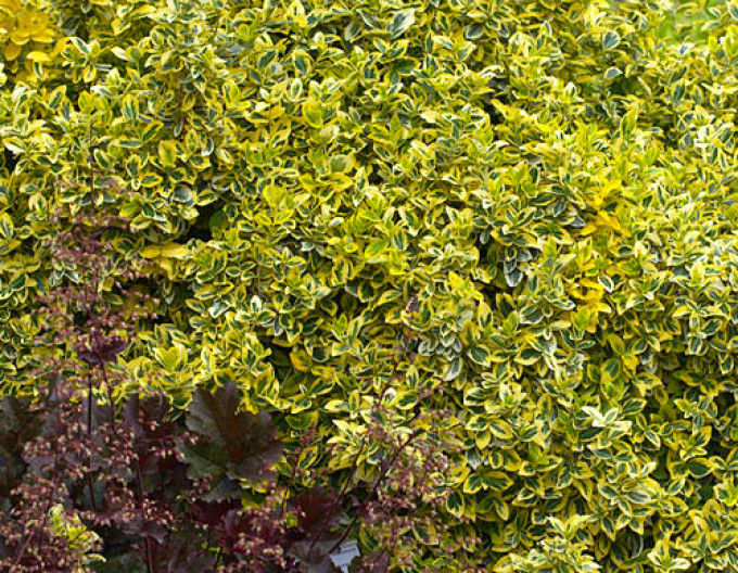 Kriechspindel „EMERALD and GOLD“ 2l