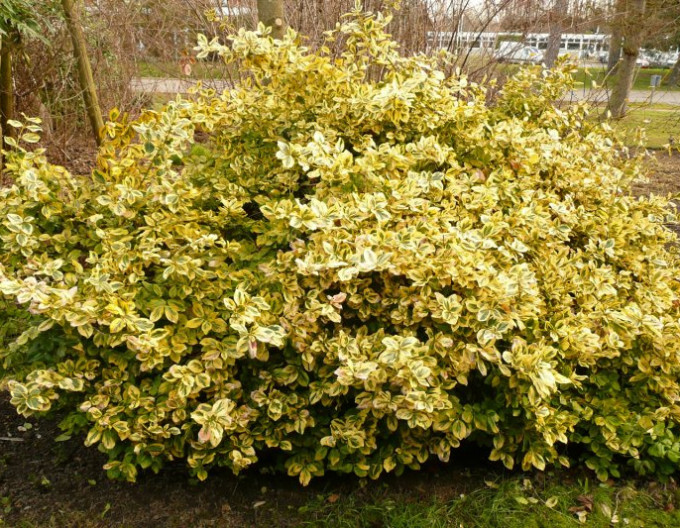 Kriechspindel „EMERALD and GOLD“ 2l