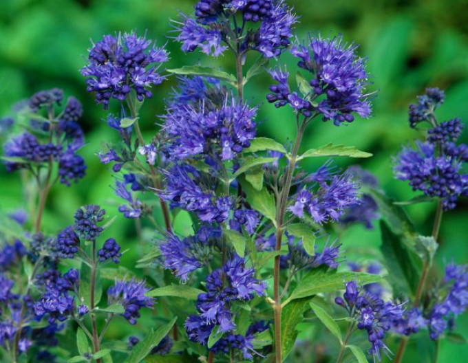 Bartblume „Kew Blue“ 2l