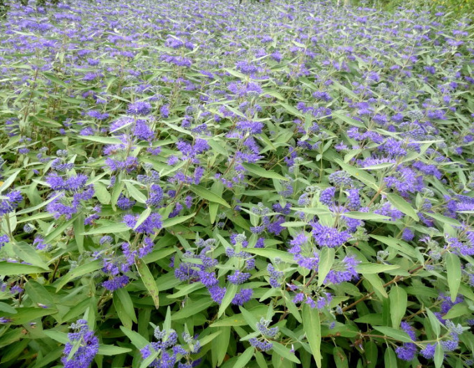 Bartblume „Kew Blue“ 2l