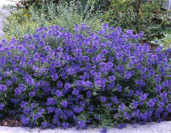 Bartblume „Kew Blue“ 2l