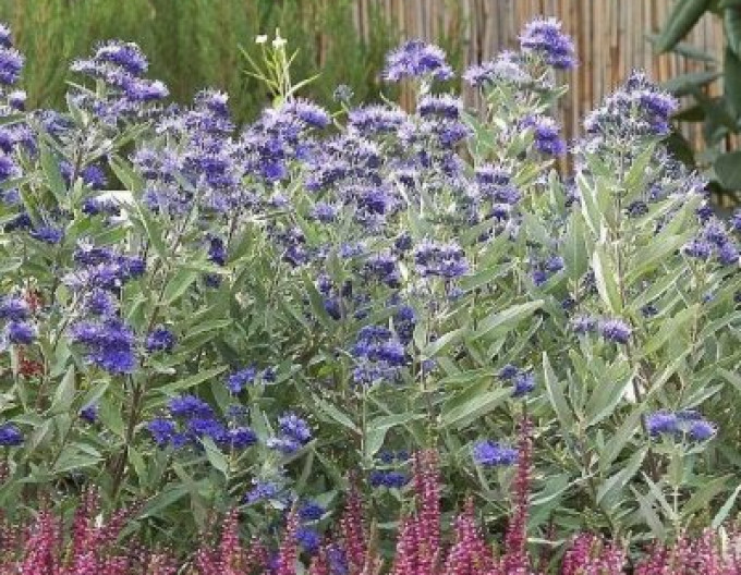 Bartblume „Kew Blue“ 2l