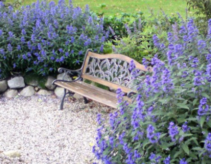 Bartblume „HEAVENLY BLUE“ 2l