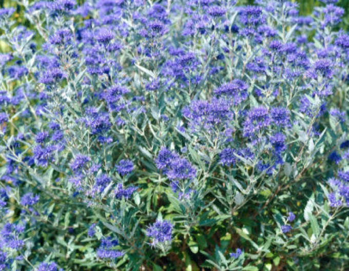 Bartblume „HEAVENLY BLUE“ 2l