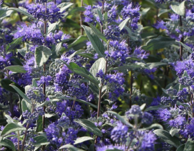 Bartblume „HEAVENLY BLUE“ 2l