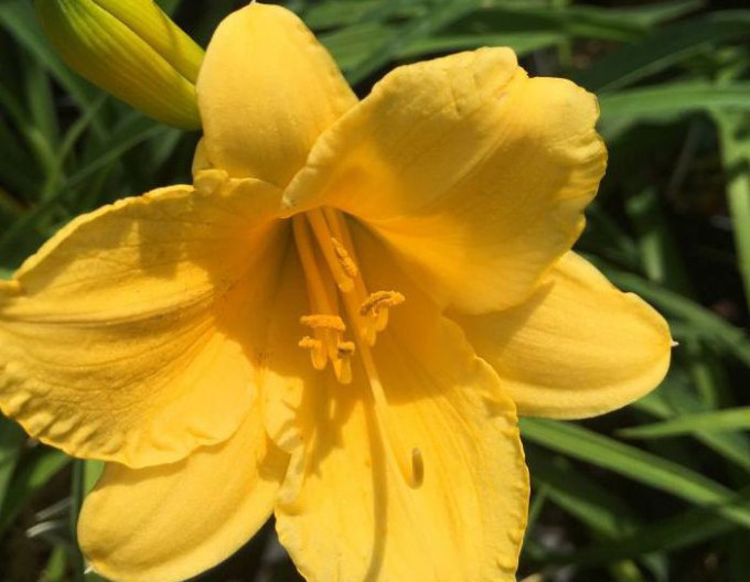 Taglilie „Stella ‘d’Oro’“ 2l
