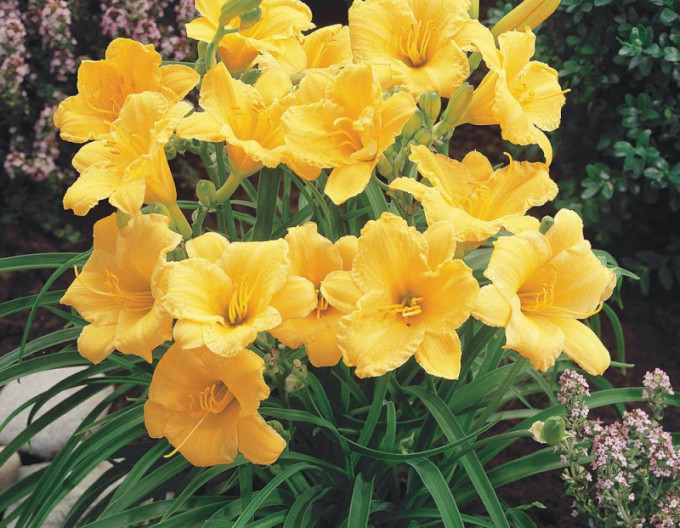 Taglilie „Stella ‘d’Oro’“ 2l
