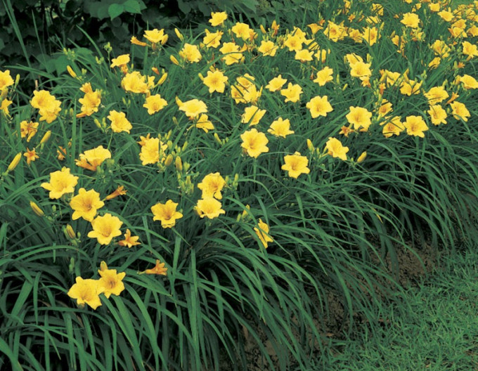 Taglilie „Stella ‘d’Oro’“ 2l