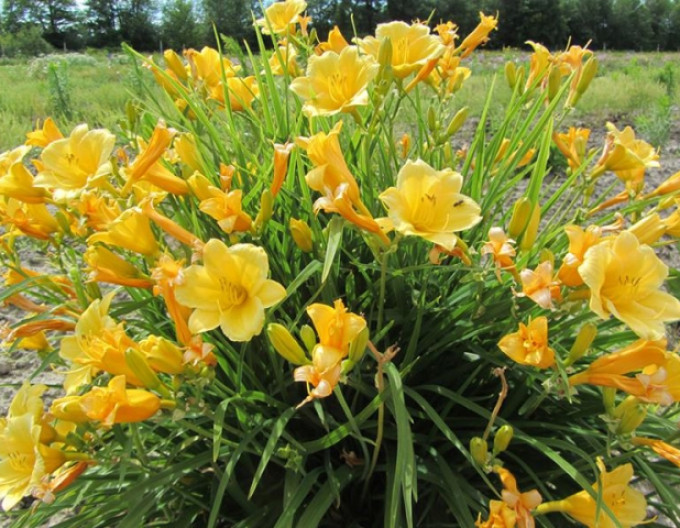 Taglilie „Stella ‘d’Oro’“ 2l