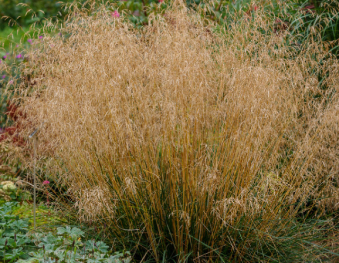 Schmiele ‚Bronzeschleier‘ 2l