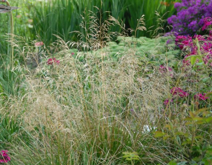 Schmiele ‚Bronzeschleier‘ 2l
