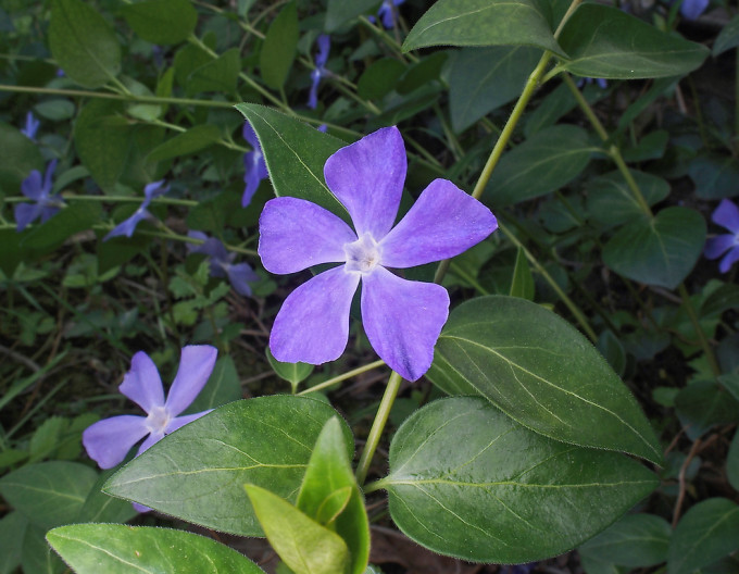 Großes Immergrün