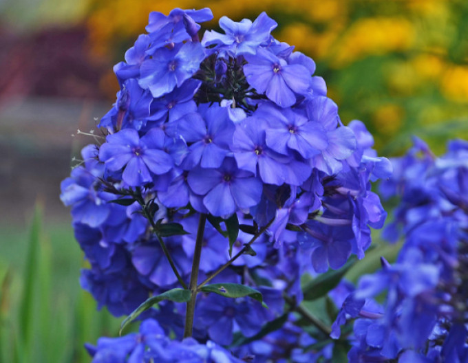 Flammenblume „Blue Paradise“
