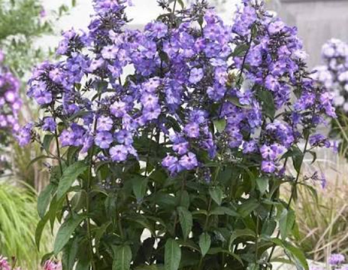 Flammenblume „Blue Paradise“