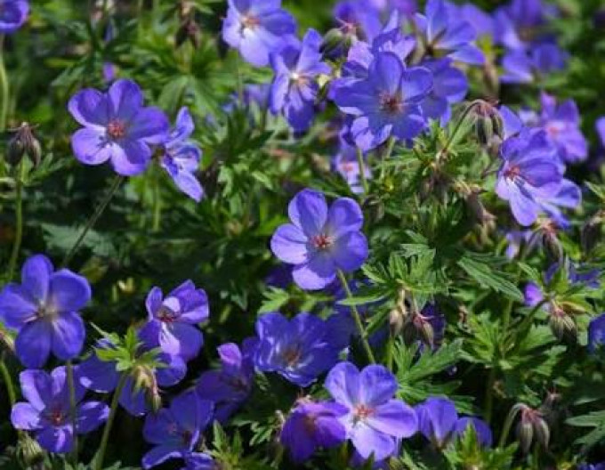 Flammenblume „Blue Paradise“