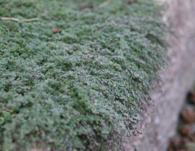 Mutterkraut früh Pseudolanuginosus