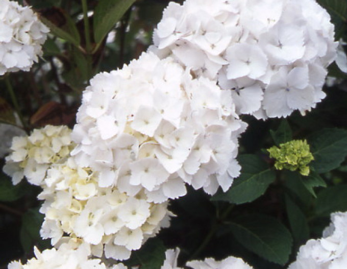 Großblättrige Hortensie „Madame Emile Mouillère“