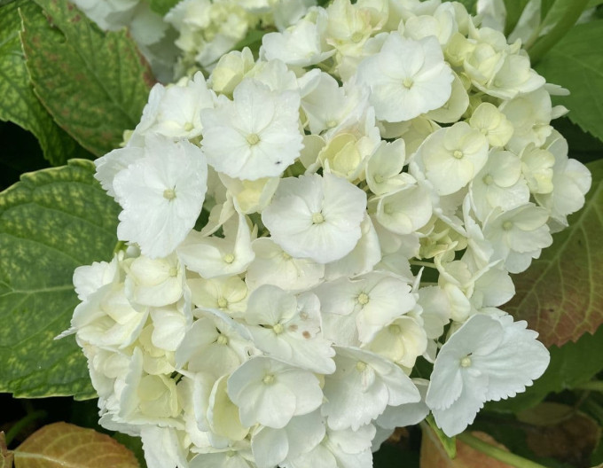 Großblättrige Hortensie „Madame Emile Mouillère“