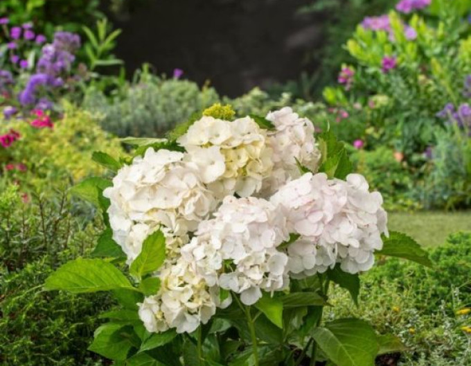 Großblättrige Hortensie „Madame Emile Mouillère“