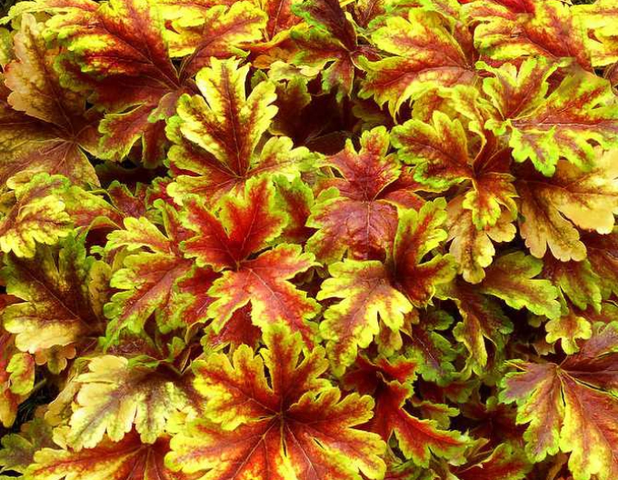 Heucherella Gold Zebra
