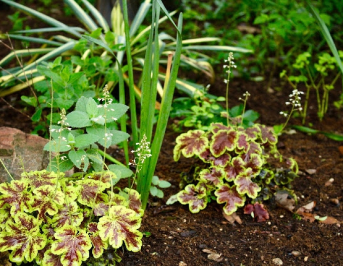Heucherella Gold Zebra