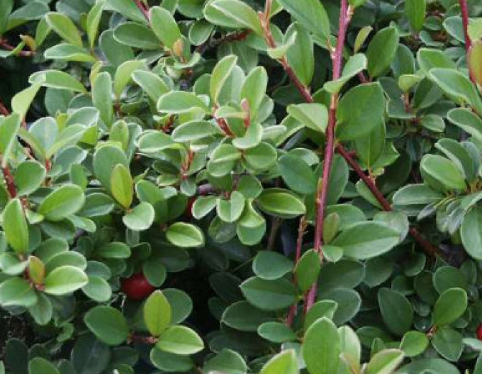 Teppichmispel  ’Eichholz’ 5l