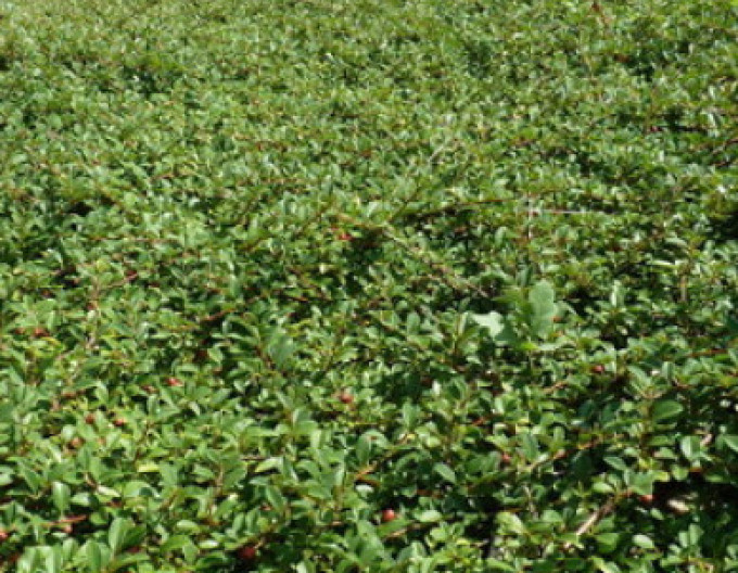 Teppichmispel  ’Major’ 5l