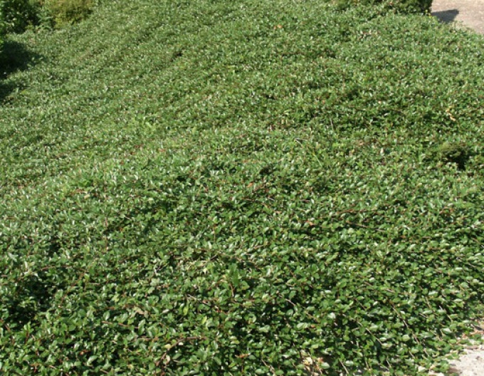Teppichmispel  ’Major’ 5l