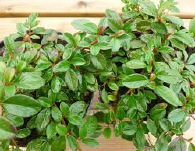 Teppichmispel  ’Major’ 5l