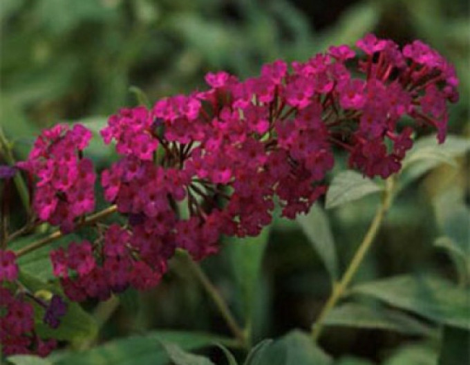 Sommerflieder  ‚Red Royal‘ 5l