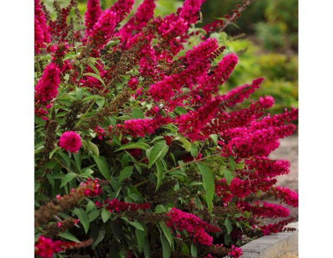 Sommerflieder  ‚Red Royal‘ 5l