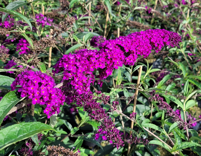 Sommerflieder  ‚Red Royal‘ 5l