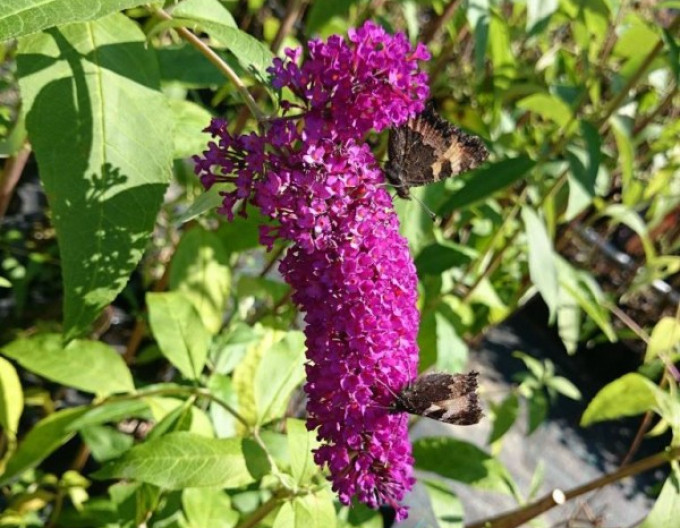 Sommerflieder  ‚Red Royal‘ 5l