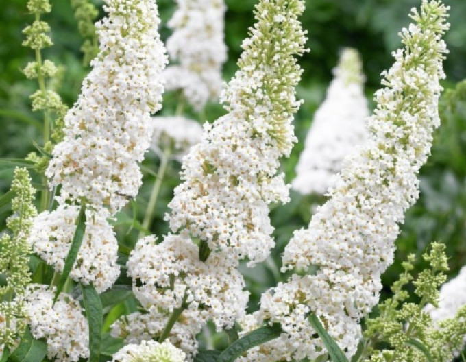 Sommerflieder ’White Profusion’ 5l