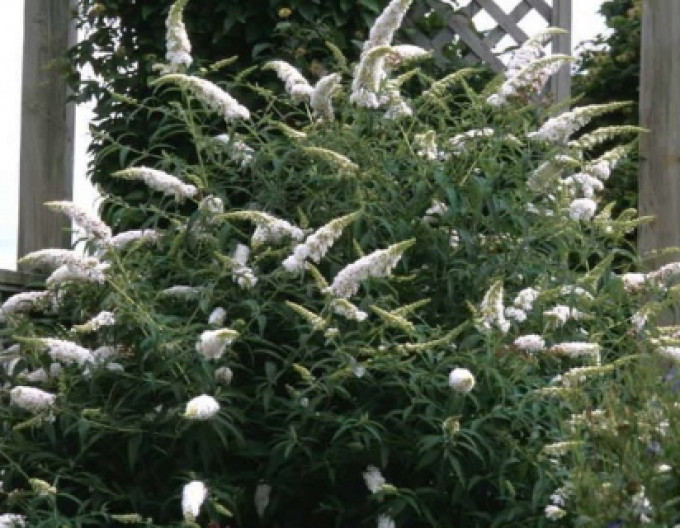 Sommerflieder ’White Profusion’ 5l