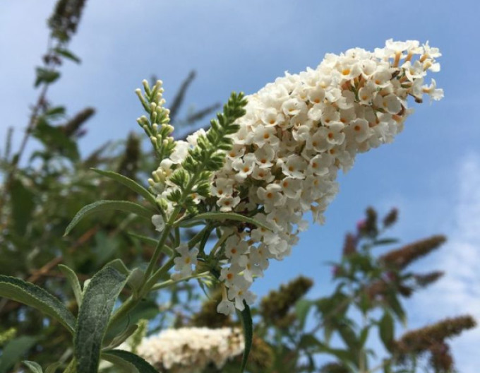 Sommerflieder ’White Profusion’ 5l