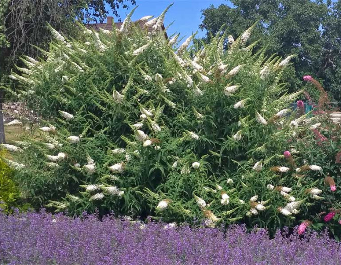 Sommerflieder ’White Profusion’ 5l