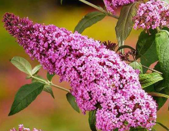 Sommerflieder ’Pink Delight’ 5l