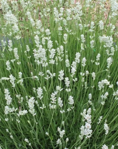 Lavendel Edelweiß