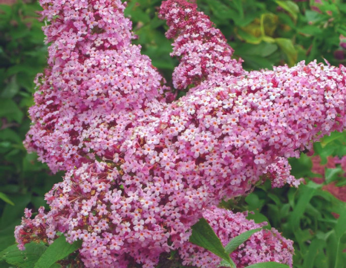 Sommerflieder ’Pink Delight’ 5l