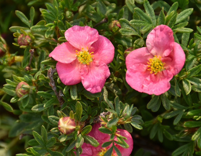 Fingerstrauch  ‚Bella Rosa‘ 5l