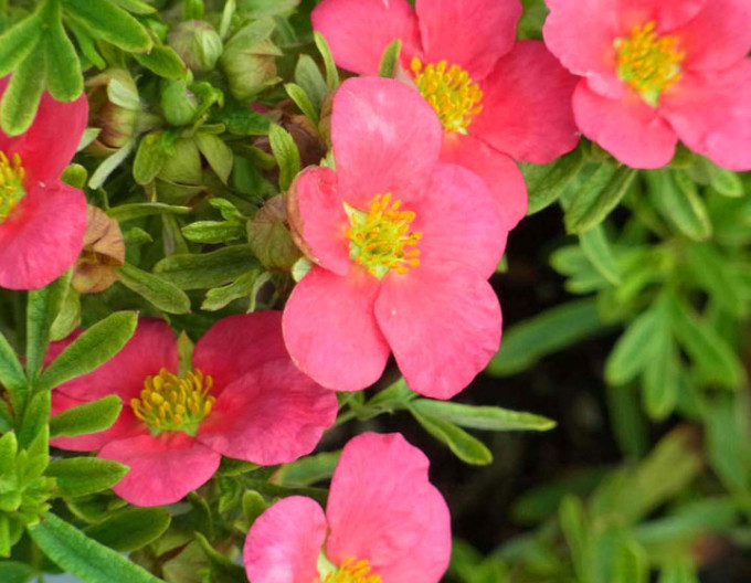 Fingerstrauch  ‚Bella Rosa‘ 5l