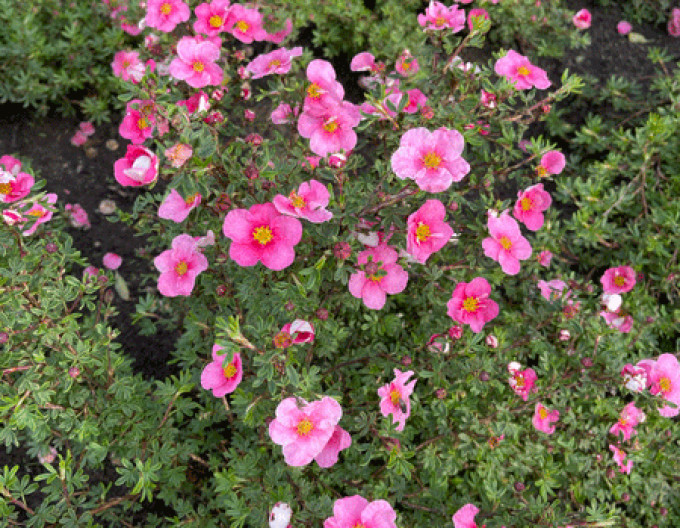 Fingerstrauch  ‚Bella Rosa‘ 5l
