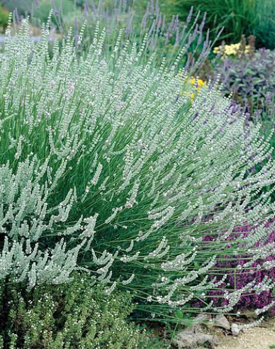 Lavendel Edelweiß