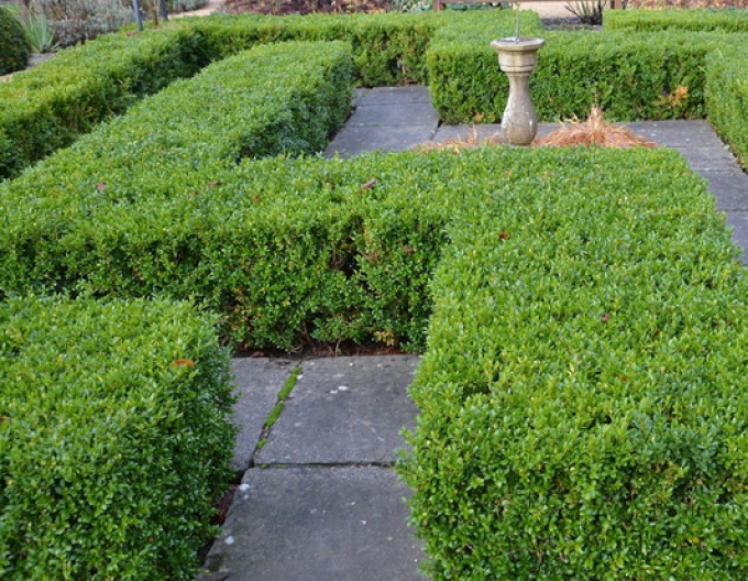 Gewöhnlicher Buchsbaum – Buxus 5l