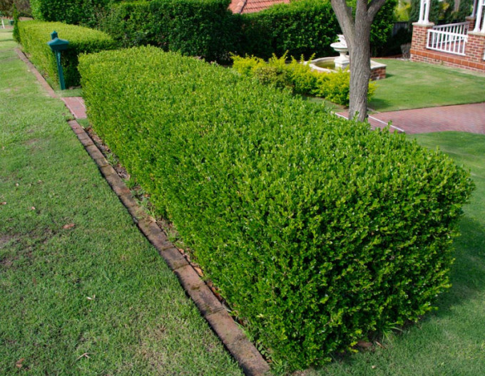 Gewöhnlicher Buchsbaum – Buxus 5l