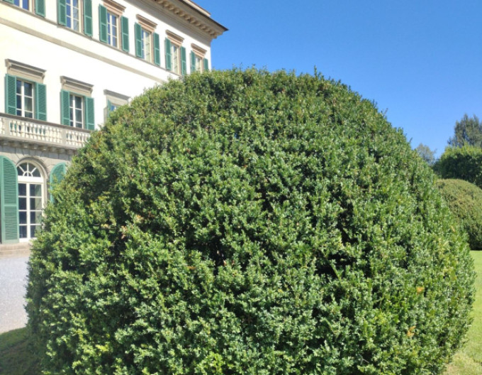 Gewöhnlicher Buchsbaum – Buxus 5l