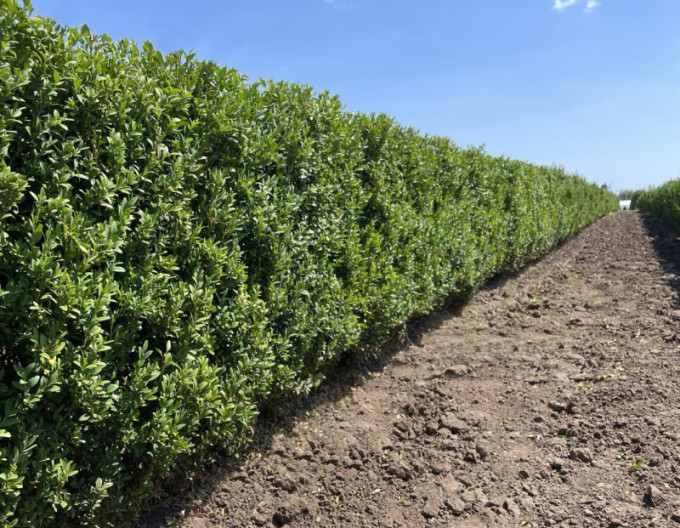 Gewöhnlicher Buchsbaum – Buxus 5l