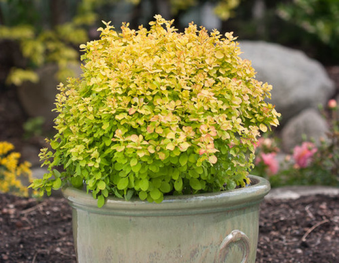 Berberitze „Tiny Gold“ 5l