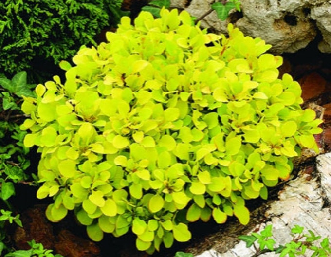 Berberitze „Tiny Gold“ 5l